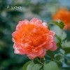 八方来财 (张晓晓Remix) - 张晓晓